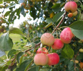 земля 6 сот Набережная улица